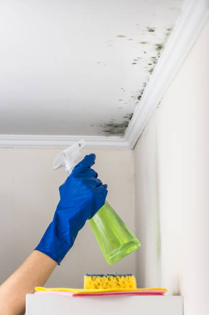 Best White Mold Remediation in Maple Plain, MN